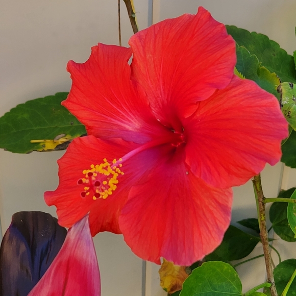 Meet your Posher, Angela - Picture 1 of 1